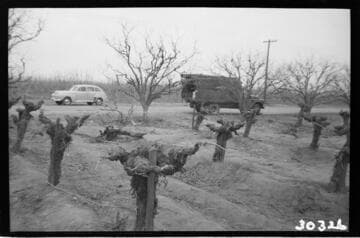 Vincent Transmission Line