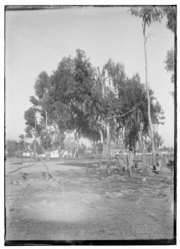Tree growing up into wires.  (similar to 3245 (q.v.) Clay St