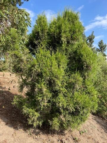 Cupressus chengiana