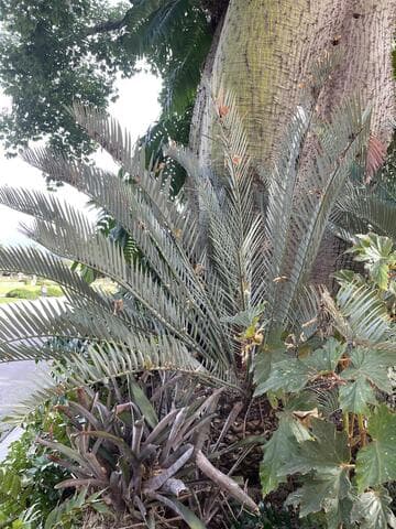 Encephalartos princeps