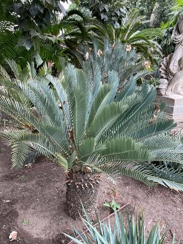 Encephalartos princeps