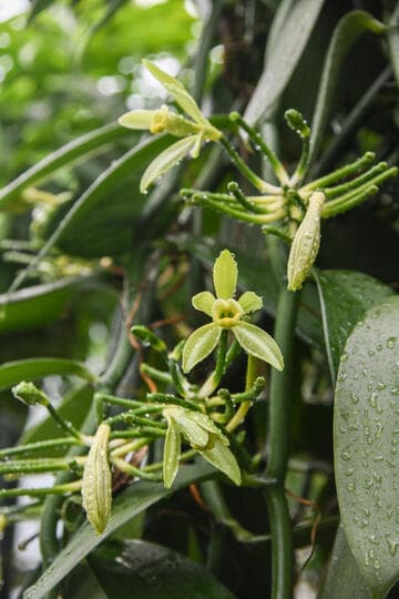 Vanilla planifolia