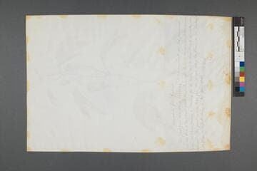 Grandilla Foliis Trilobatis