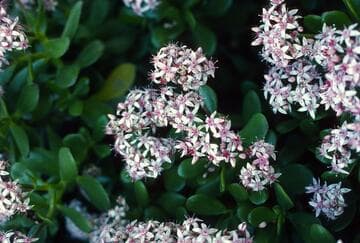 Crassula ovata 'Hummel's Red'