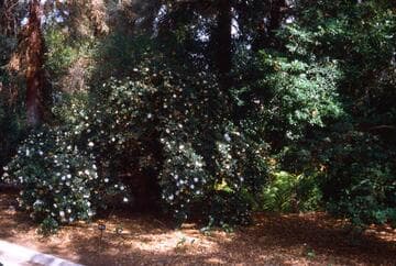 Camellia sasanqua 'Mine-no-yuki' (Snow on the Mountain Peaks)