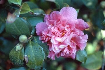 Camellia japonica 'King Size'