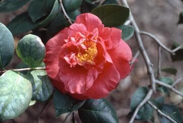 Camellia japonica 'Martha G. Betz'