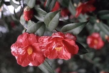 Camellia japonica 'Masayoshi'