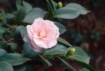 Camellia japonica 'Eleanor Hagood'