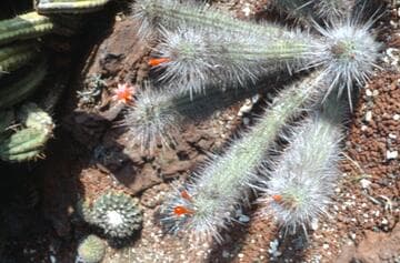 Cleistocactus winteri x Matucana madisoniorum