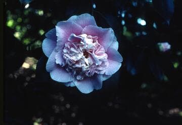 Camellia japonica 'C. M. Wilson'