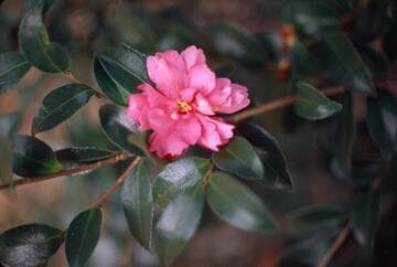 Camellia hiemalis 'Hi-otome-sazanka' (Scarlet Maiden Sasanqua)