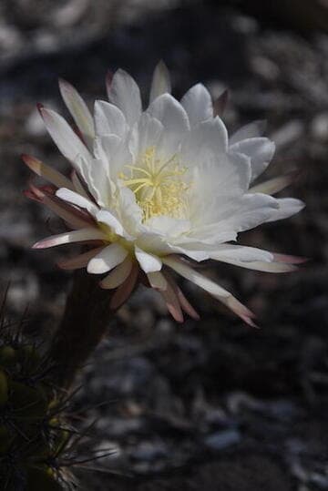 Gasteria bicolor var. bicolor