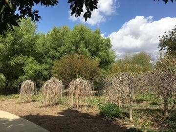 Morus alba 'Pendula'