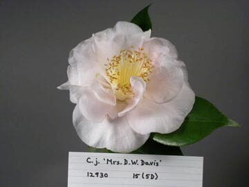 Camellia japonica 'Mrs. D. W. Davis'