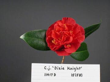 Camellia japonica 'Dixie Knight'