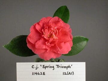 Camellia japonica 'Spring Triumph'