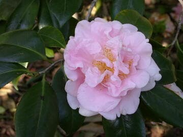 Camellia japonica 'Elsie Ruth Marshall'