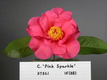 Camellia 'Pink Sparkle'