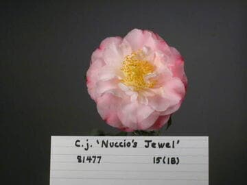 Camellia japonica 'Nuccio's Jewel'