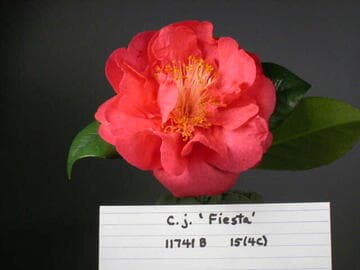 Camellia japonica 'Fiesta'