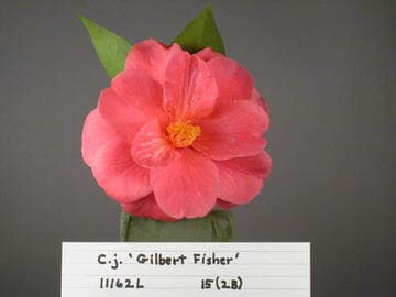 Camellia japonica 'Gilbert Fisher'