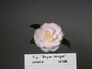 Camellia japonica 'Bryan Wright'