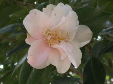 Camellia japonica 'Wishing Star'