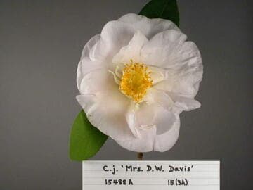 Camellia japonica 'Mrs. D. W. Davis'