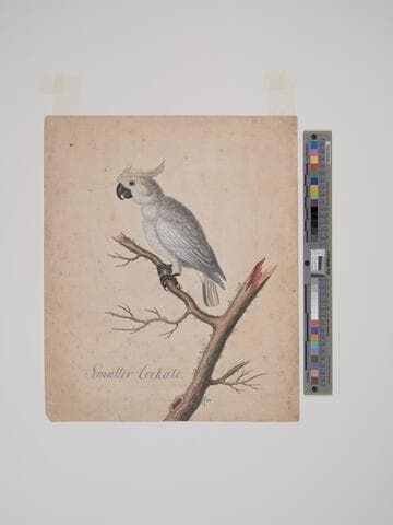 Illustration to Mozart