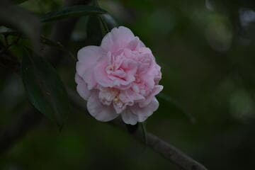 Camellia japonica 'Pink Ball'