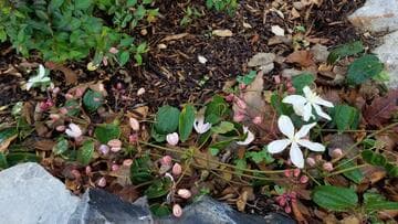Clematis armandi 'Apple Blossom'