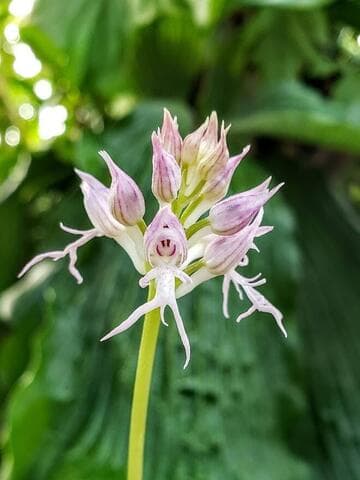 Orchis italica