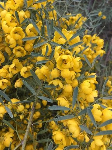 Cassia nemophila