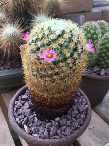 Mammillaria laui ssp. subducta