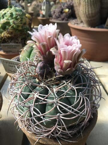 Gymnocalycium spegazzinii ssp. cardenasianum