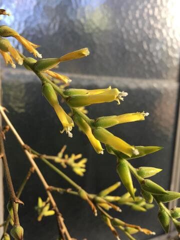 Deuterocohnia longipetala