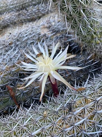 Stenocereus eruca