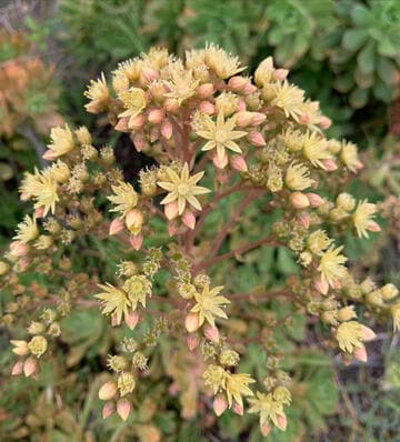 Aeonium leucoblepharum