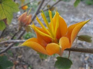 x Chiranthomontodendron lenzii 'Griff's Wonder'