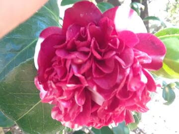 Camellia japonica 'William Penn'