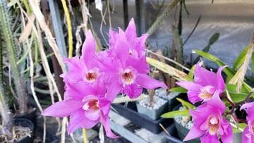 Laelia x gouldiana
