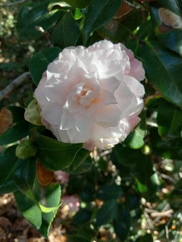 Camellia japonica 'Jerry Donnan'