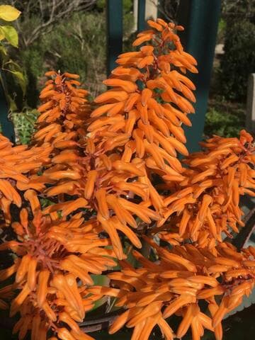 Aloe chabaudii 'Dan's Tangerine'