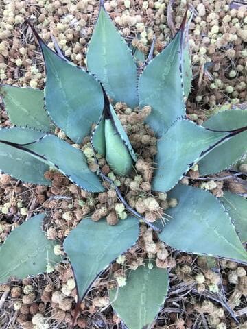 Agave parryi