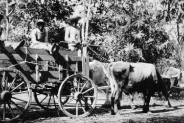 Wagon carrying boxed plant specimens from Mexico bound for San Marino ranch, circa 1912
