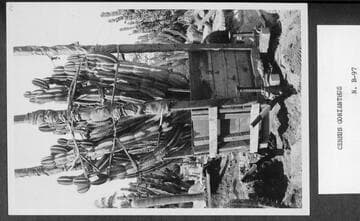 Cereus gonianthus transplanting