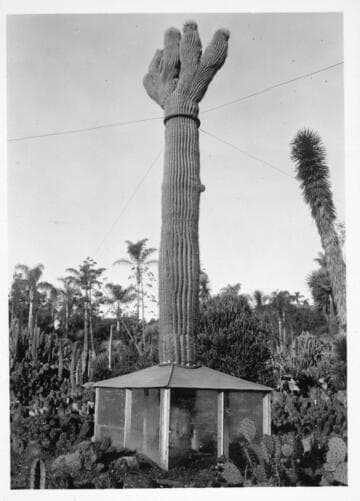 Carnegiea gigantea in the desert garden