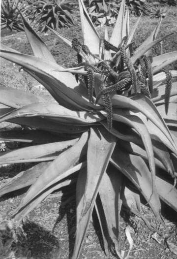 Aloe candelabrum with frost damage, 1937
