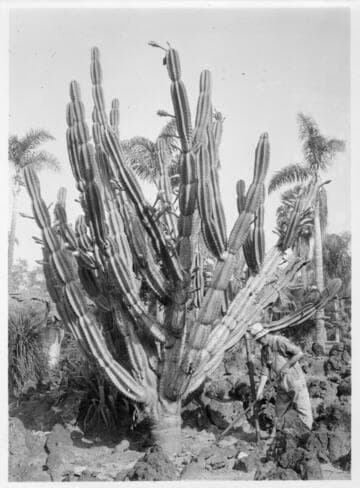 Cereus glaucus, 1936